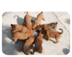 Welpen B - Wurf